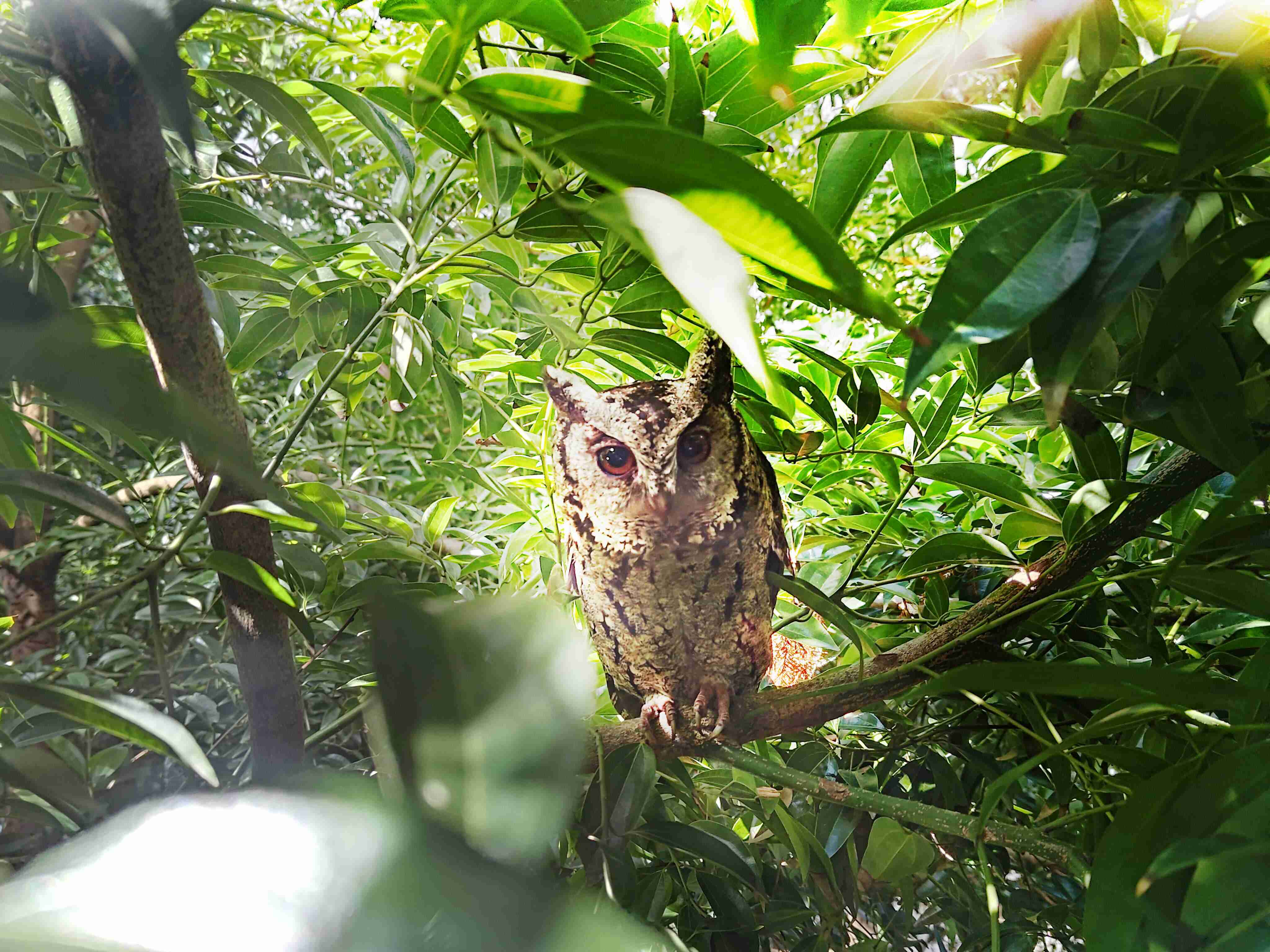 EBpay致力提倡净零绿生活，，，，16年以来在全球各厂区植树逾百万棵，，造就各厂区树木蔚然成林，，，犹如森林工厂，，，，成为许多生物的栖息地
